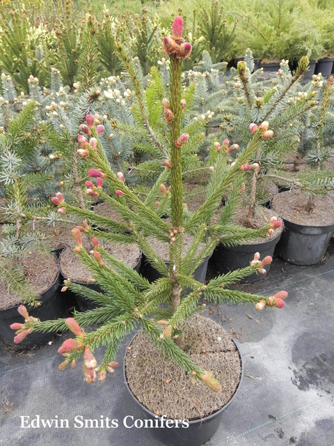 Picea abies 'Purppurahelma'